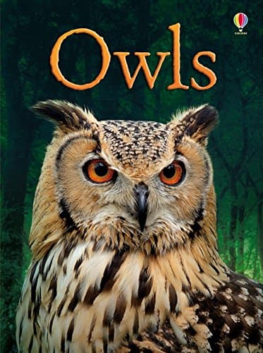 BEG Owls (Beginners Series)